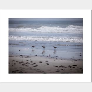 California Beach Birds Chilling on the Sunny Beach Photo V2 Posters and Art